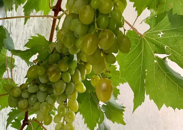 Eni Apartamento Vodice